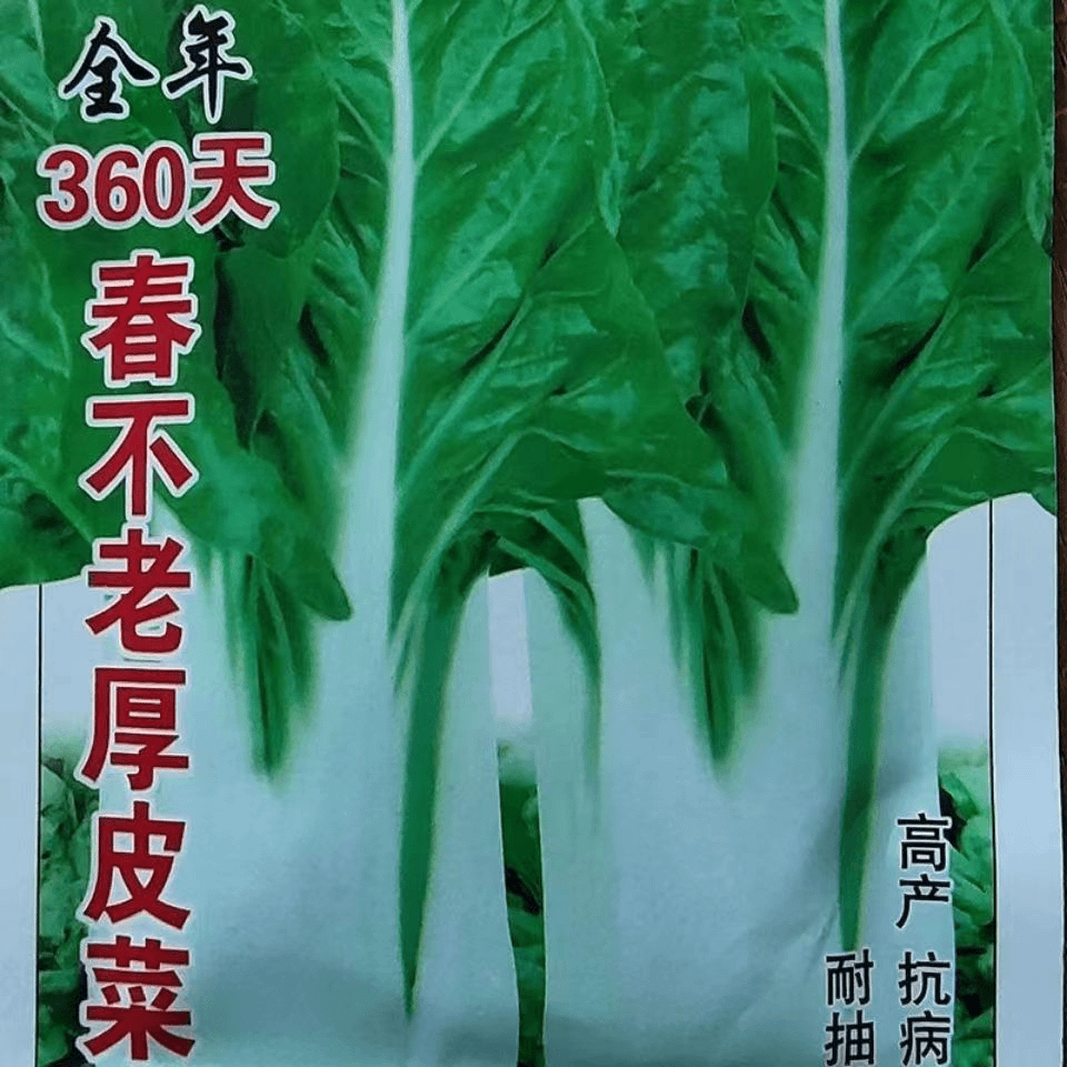 春不老厚皮菜种子白梗甜菜牛皮菜种籽耐寒四季易种蔬菜种