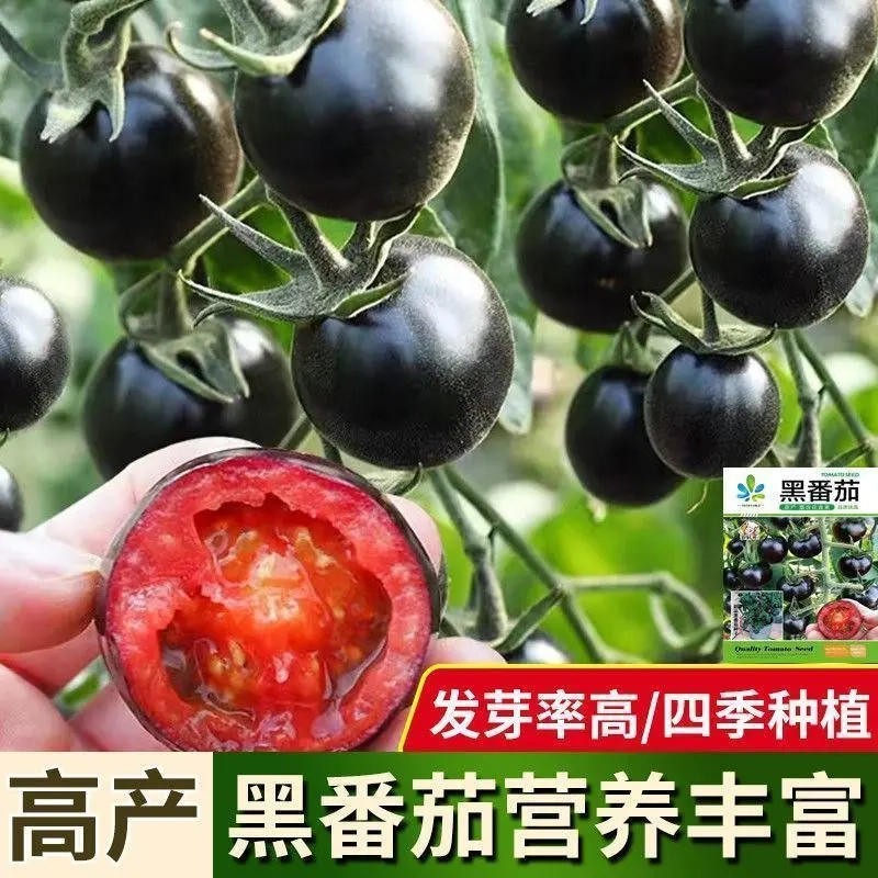 原装黑珍珠番茄种子富含花青素樱桃小番茄圣女果四季阳台盆栽水