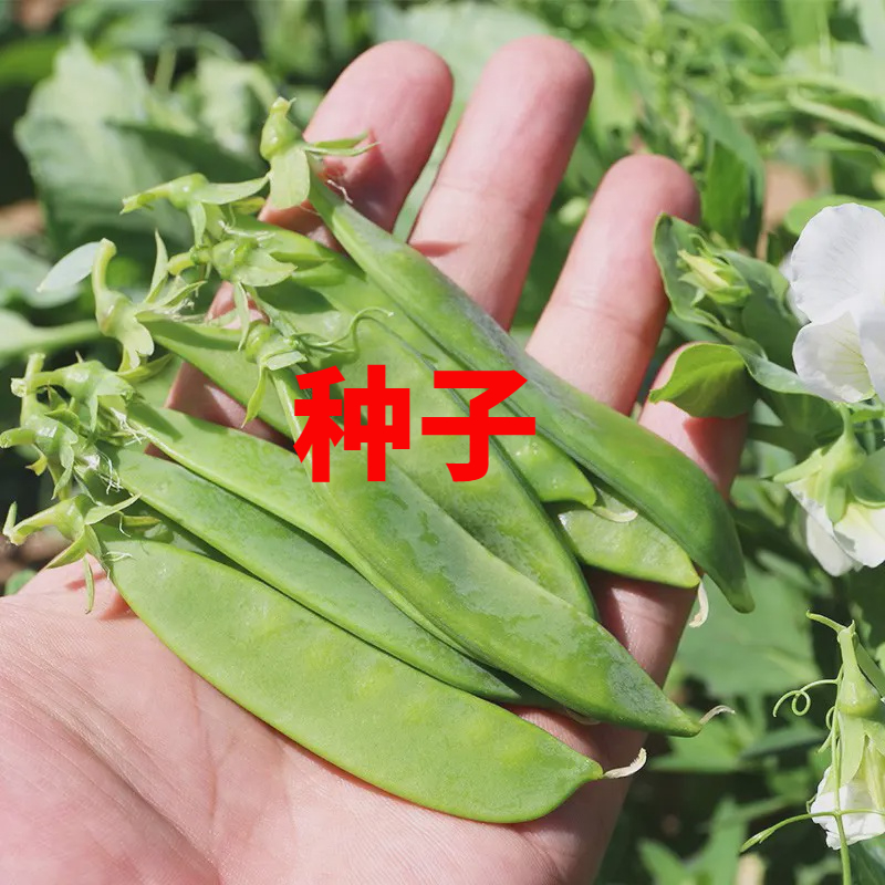 【蔬菜种子满5包送1】白花大荚荷兰豆种子豌豆尖种籽荷兰豆种籽蔬