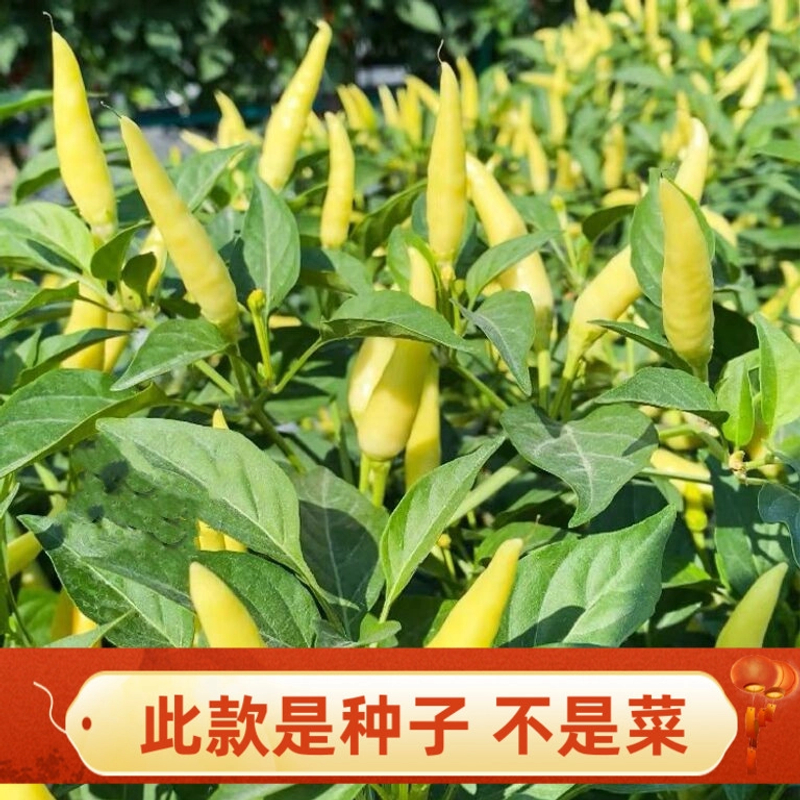 【满5元包邮】小米辣椒种子小米椒泡椒尖椒朝天椒阳台盆栽四季种