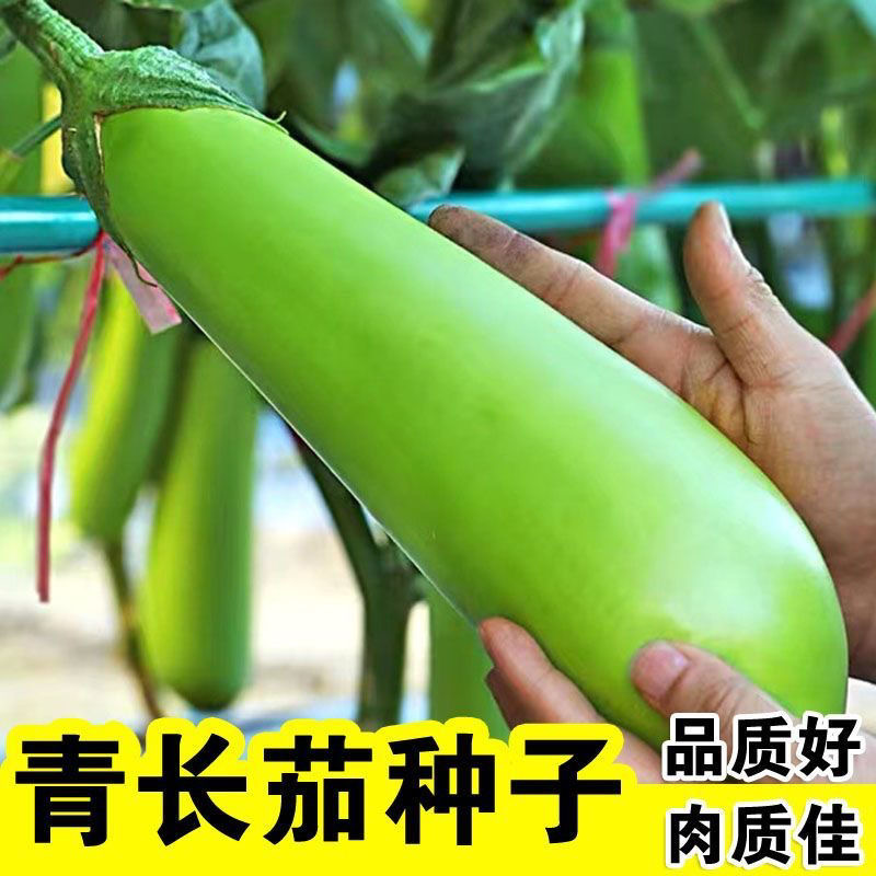 【蔬菜种子满5包送1】绿丰长茄子四季青皮茄瓜绿色无籽绿茄子种青