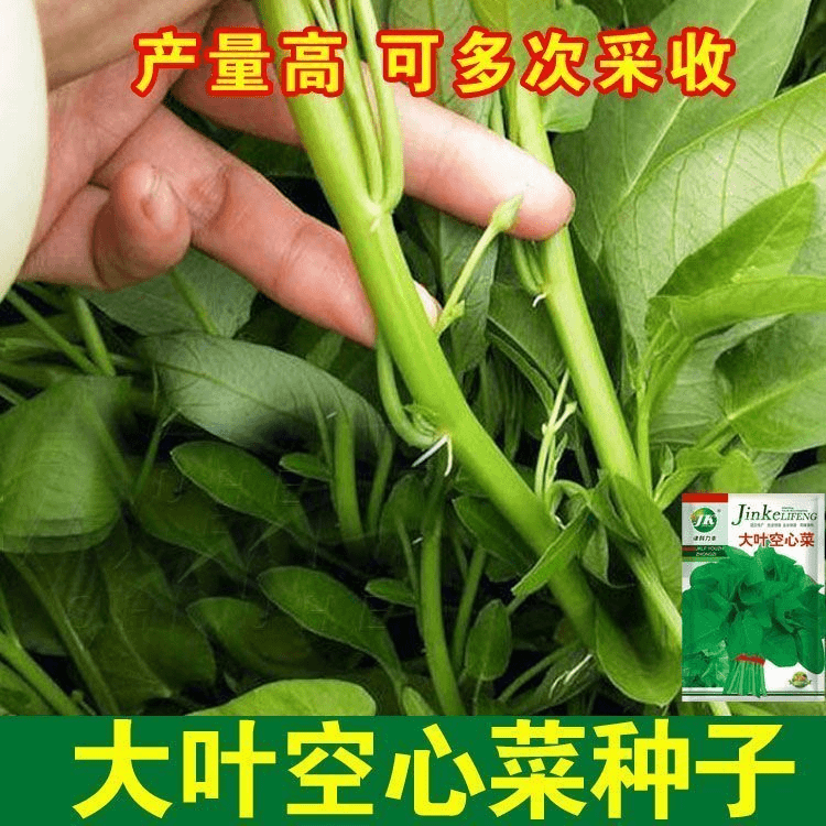 【蔬菜种子满5包送1】大叶空心菜种子圆叶空心菜长藤藤藤菜阳台小