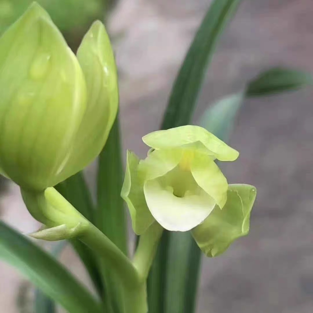 春剑素荷兰花荷瓣素花