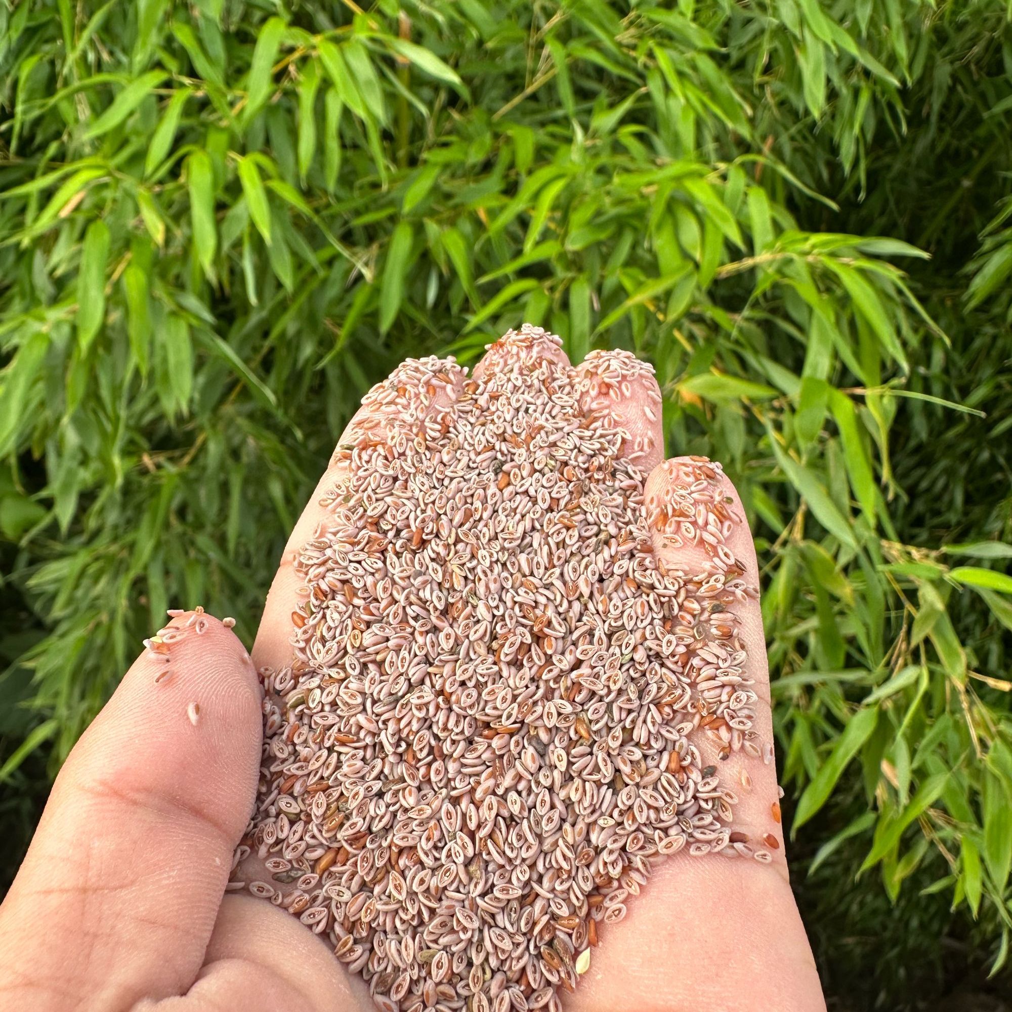 【奘莲荚】净重250g-500g