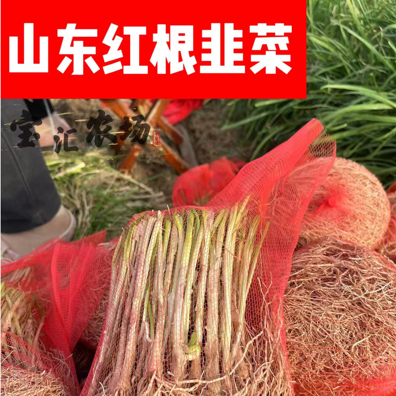 山东寿光红根韭菜根现挖红韭菜种子盆栽四季种籽粗独根宽叶浓香