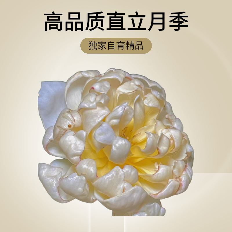 樊卉社【直播链接】苗灌木浓香大花养护夏季直立月季盆栽花卉玫瑰