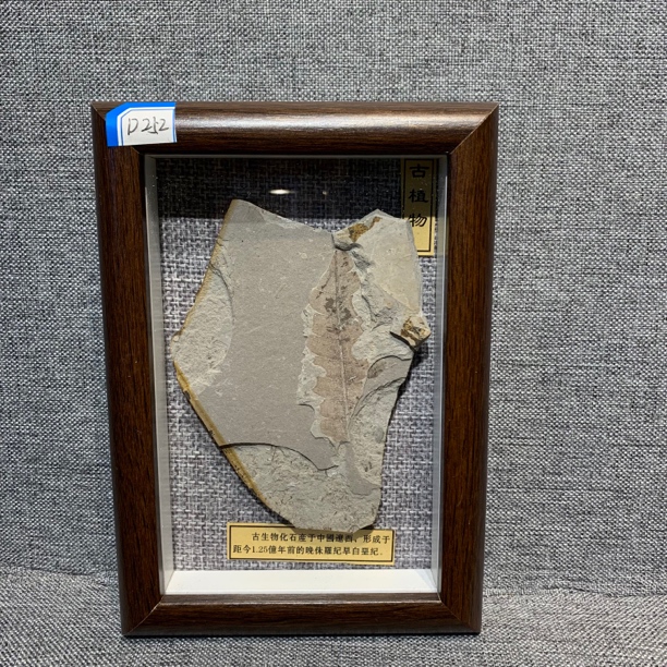 侏罗纪古生物化石D252