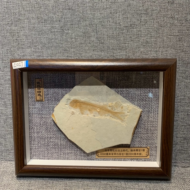 侏罗纪古生物化石E059