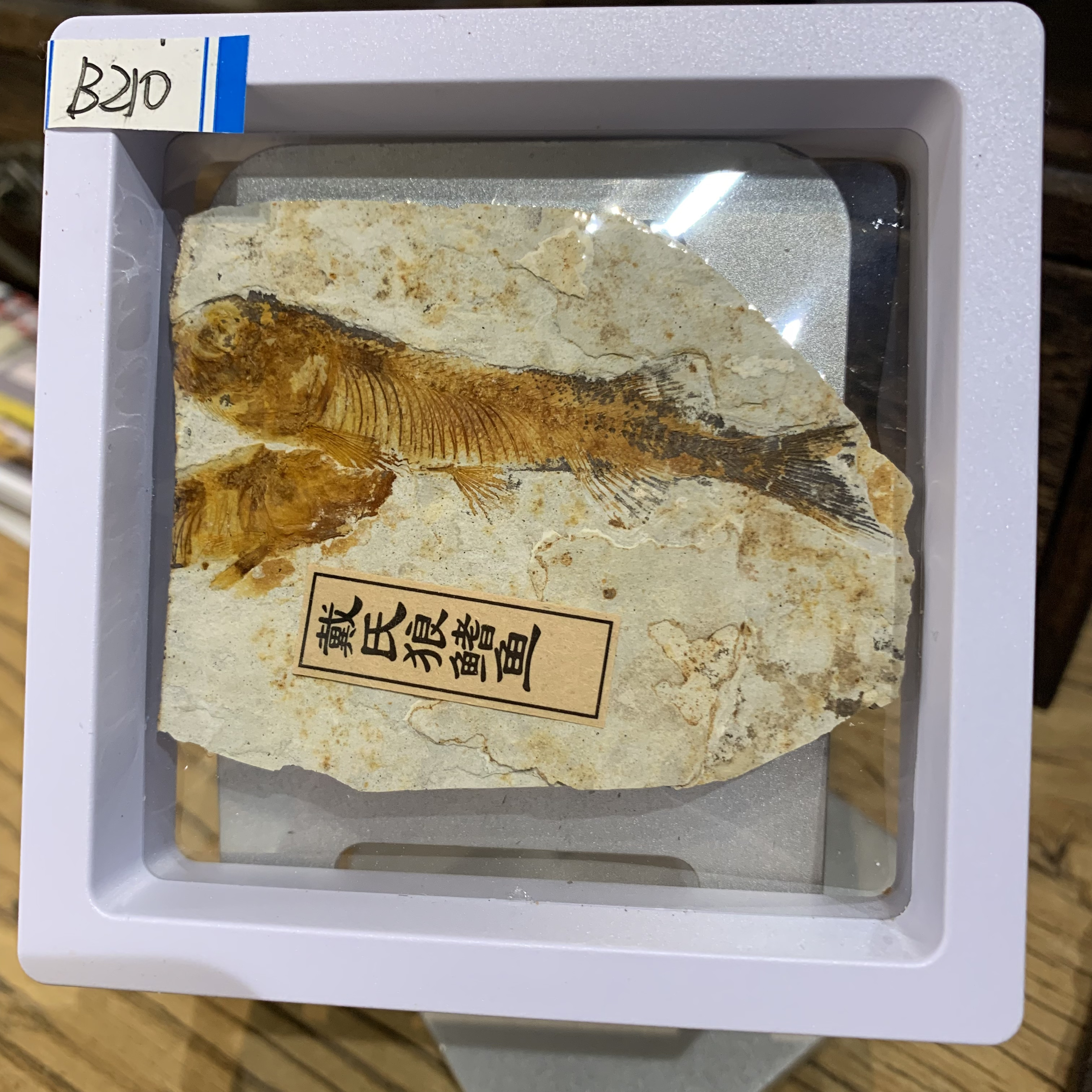 侏罗纪古生物化石B210