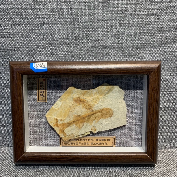侏罗纪古生物化石D329