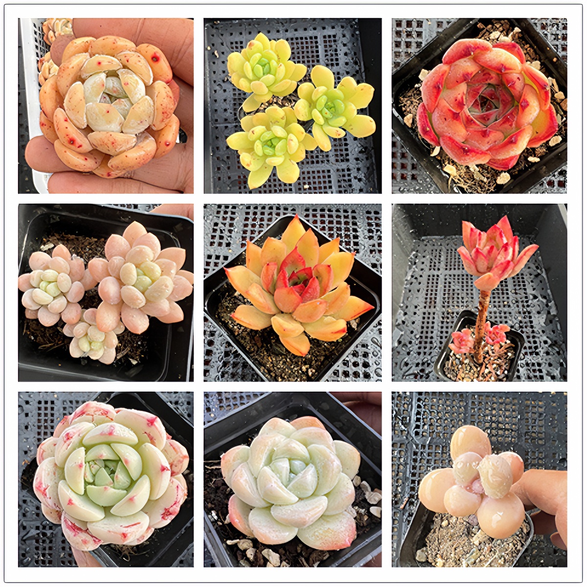 【精品链接C】精品高品质多肉植物绿植盆栽肉肉好养活简单肉