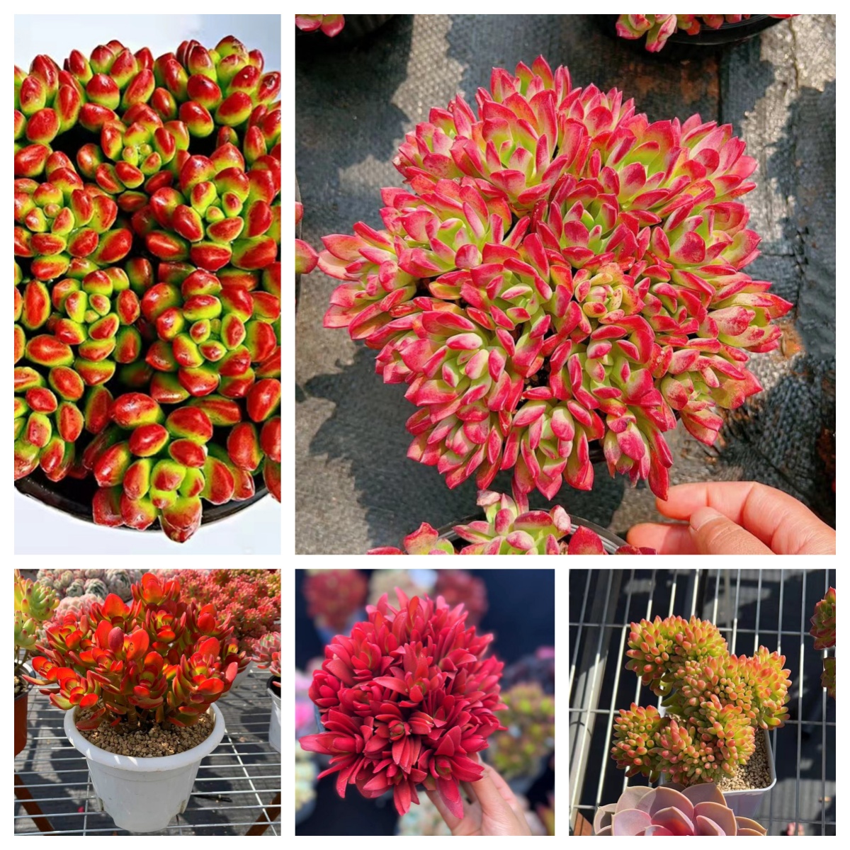 M大好运连连组合多肉植物  阳台庭院办公室好养 绿植盆栽耐旱耐寒