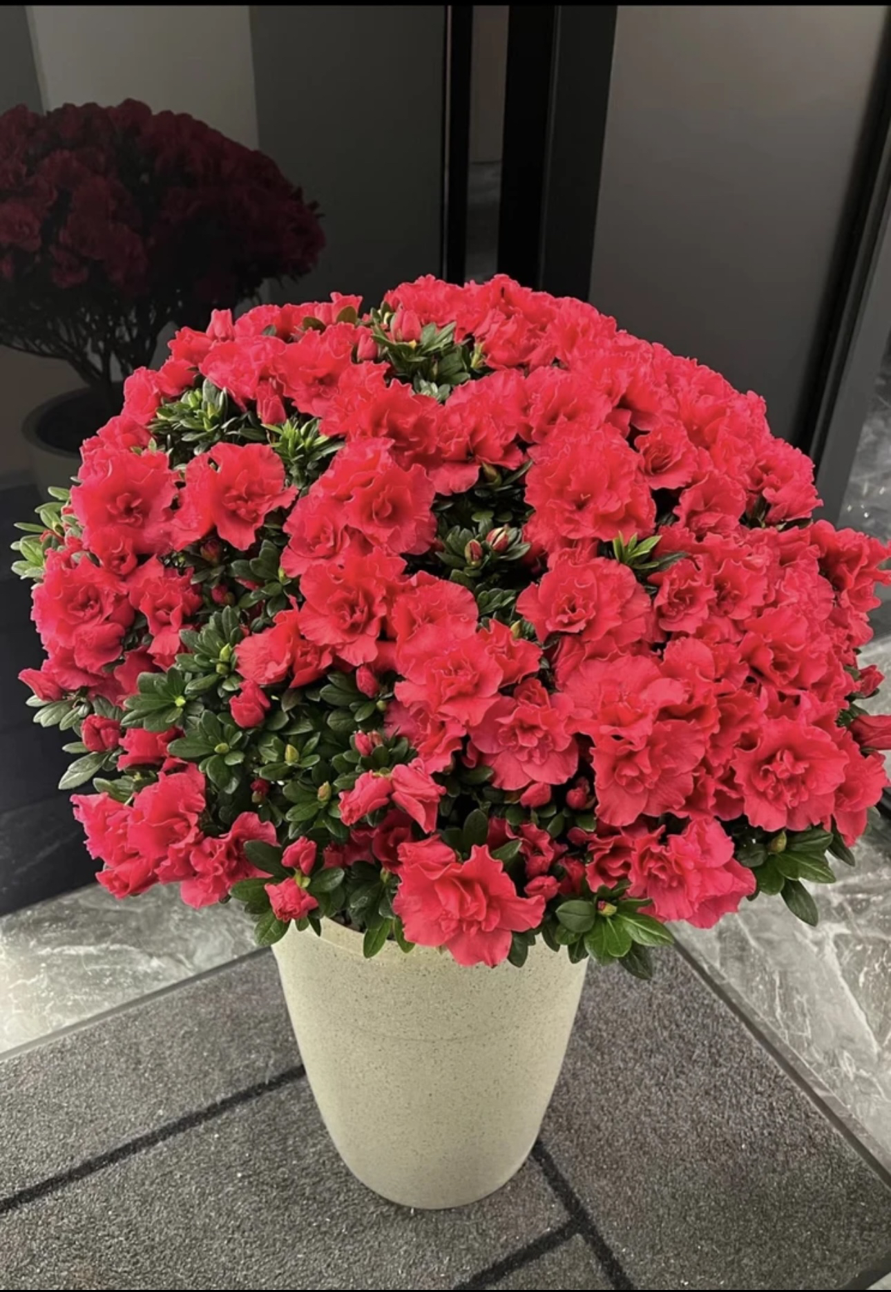年宵花比利时红宝石四季开花杜鹃花
