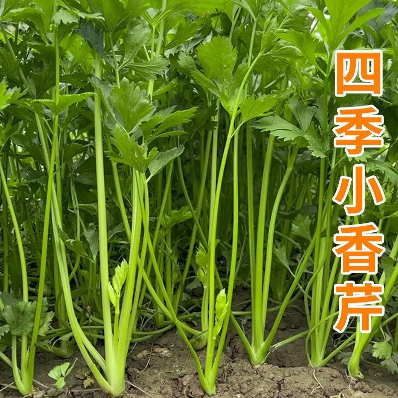 四季小香芹种子浓香芹菜种籽四季种实心小香芹耐寒耐热蔬菜种庭院