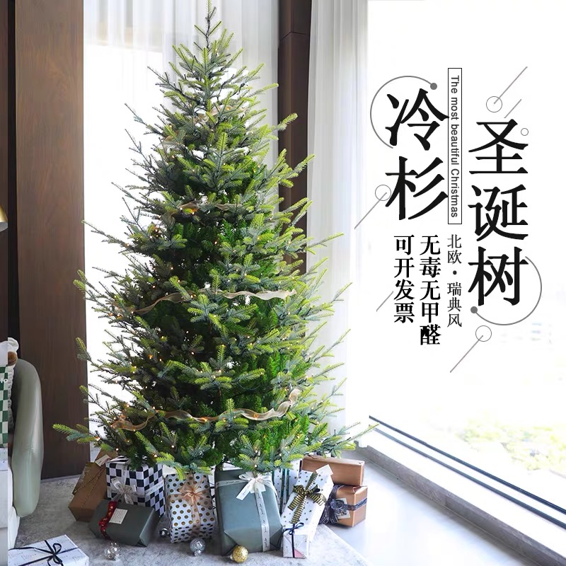圣诞树真树云杉真的活的挪威云杉大型室内杉盆栽圣诞节花卉绿植