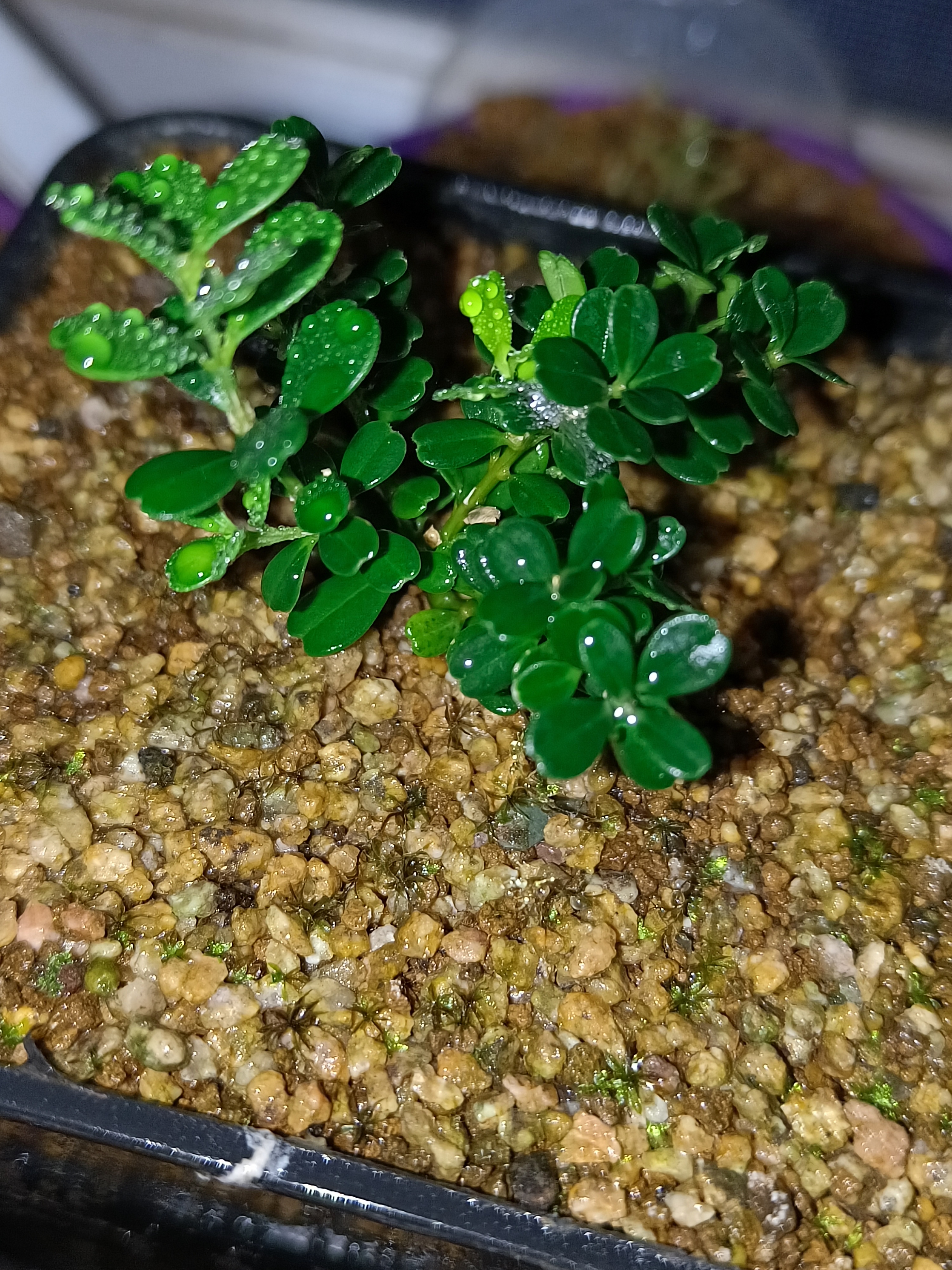 赛珍珠原生扦插中苗