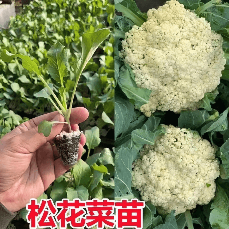 早熟青梗松花菜秧苗春季花菜有机花菜阳台庭院盆栽地栽绿色健康苗