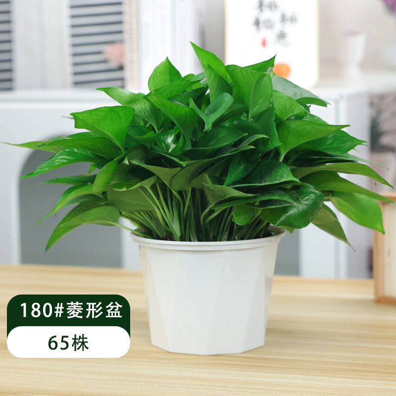 时尚几何棱形盆绿萝盆栽室内 美观实用绿箩 新房桌面绿植好养直供