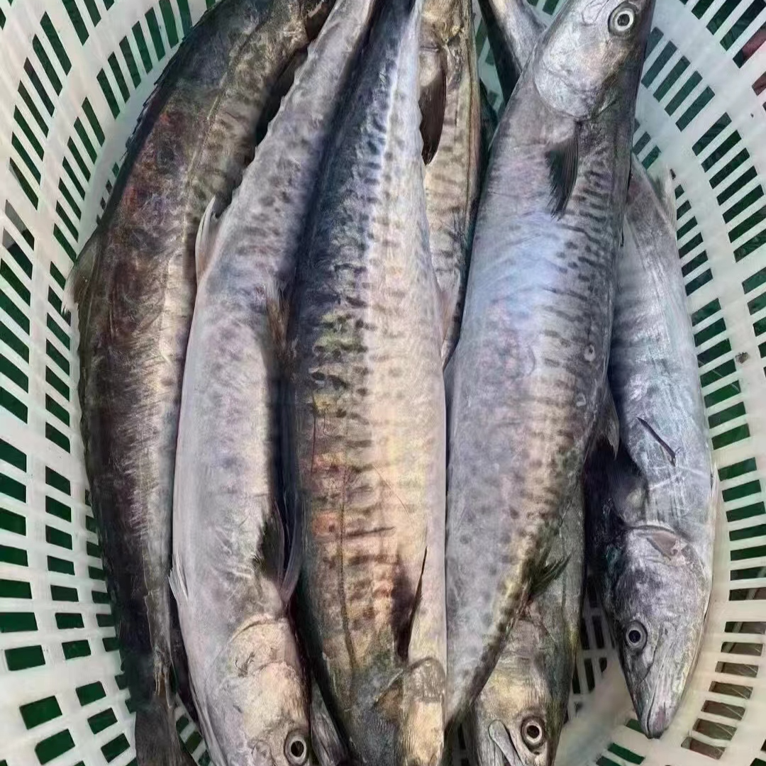 新鲜速冻 马鲛鱼4斤整条切片发货广东博贺港顺丰冷链发货