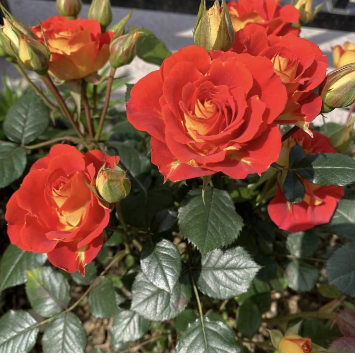 【双鱼座】钻石玫瑰花苗月季盆栽绿植四季开花丰花花卉条纹月季花苗
