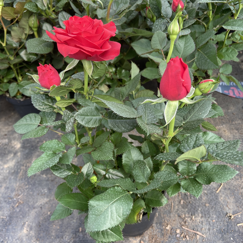 【红玫瑰】钻石玫瑰花苗月季盆栽绿植四季开花丰花花卉条纹月季花苗