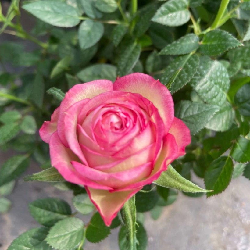 【钻石爱莎】钻石玫瑰花苗月季盆栽绿植四季开花丰花卉条纹月季花苗