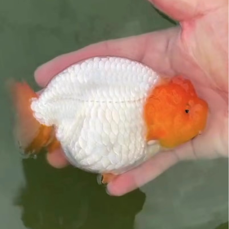 潘氏兰寿金鱼冷水鱼广温鱼