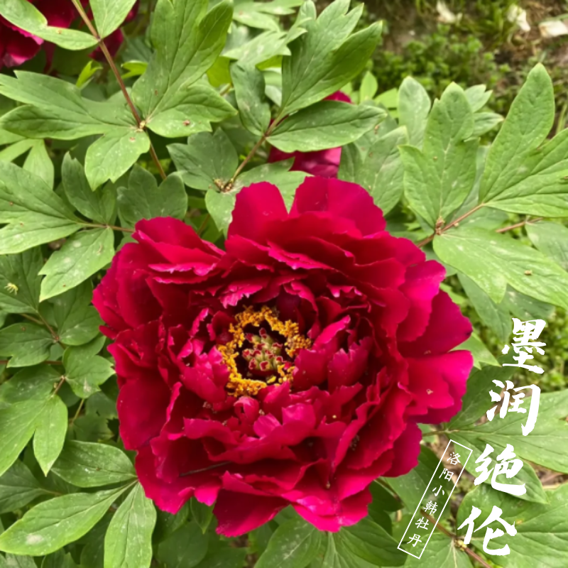 【墨润绝伦】黑红色系牡丹原盆原土带花苞洛阳基地直发庭院阳台别墅