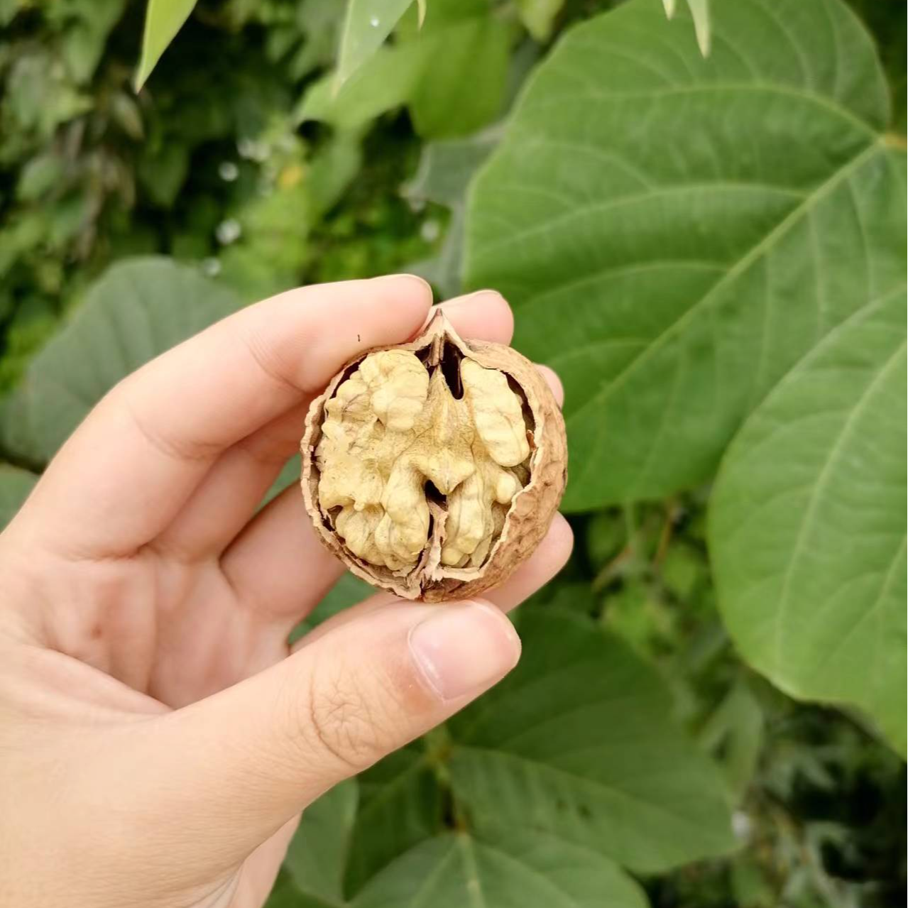 云南薄皮核桃-净重1500g