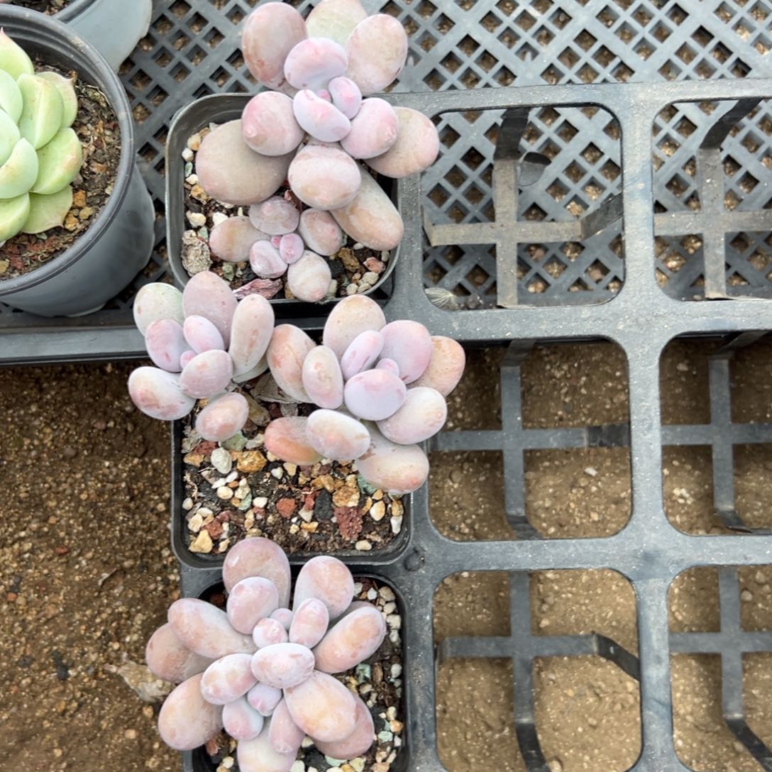 奶酪组合亲1111111111111