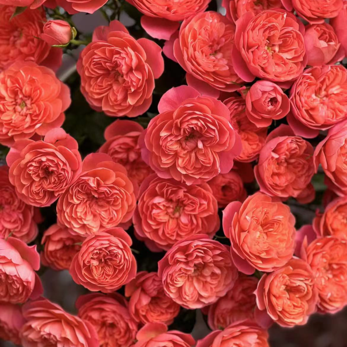 【一品花集】【芭比果汁】稀有多头玫瑰10支（注意：带包装醒花哦~）