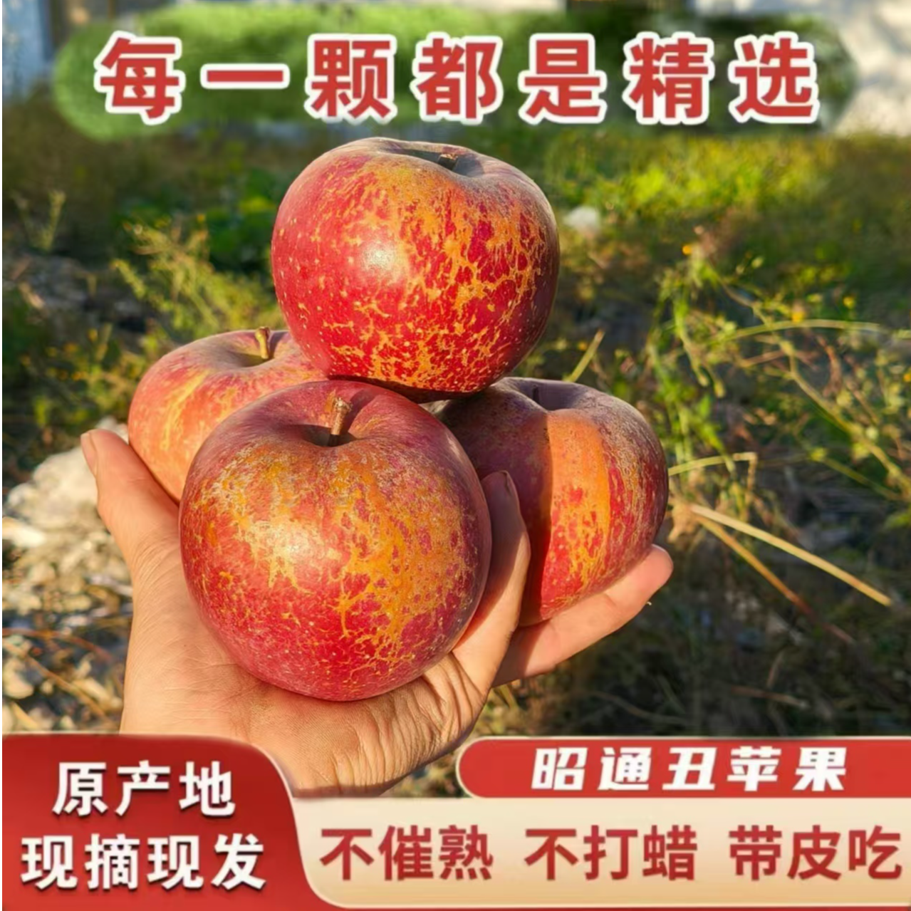 正宗当季云南昭通2001丑苹果脆甜多汁现摘现发2斤5斤10斤云南苹果