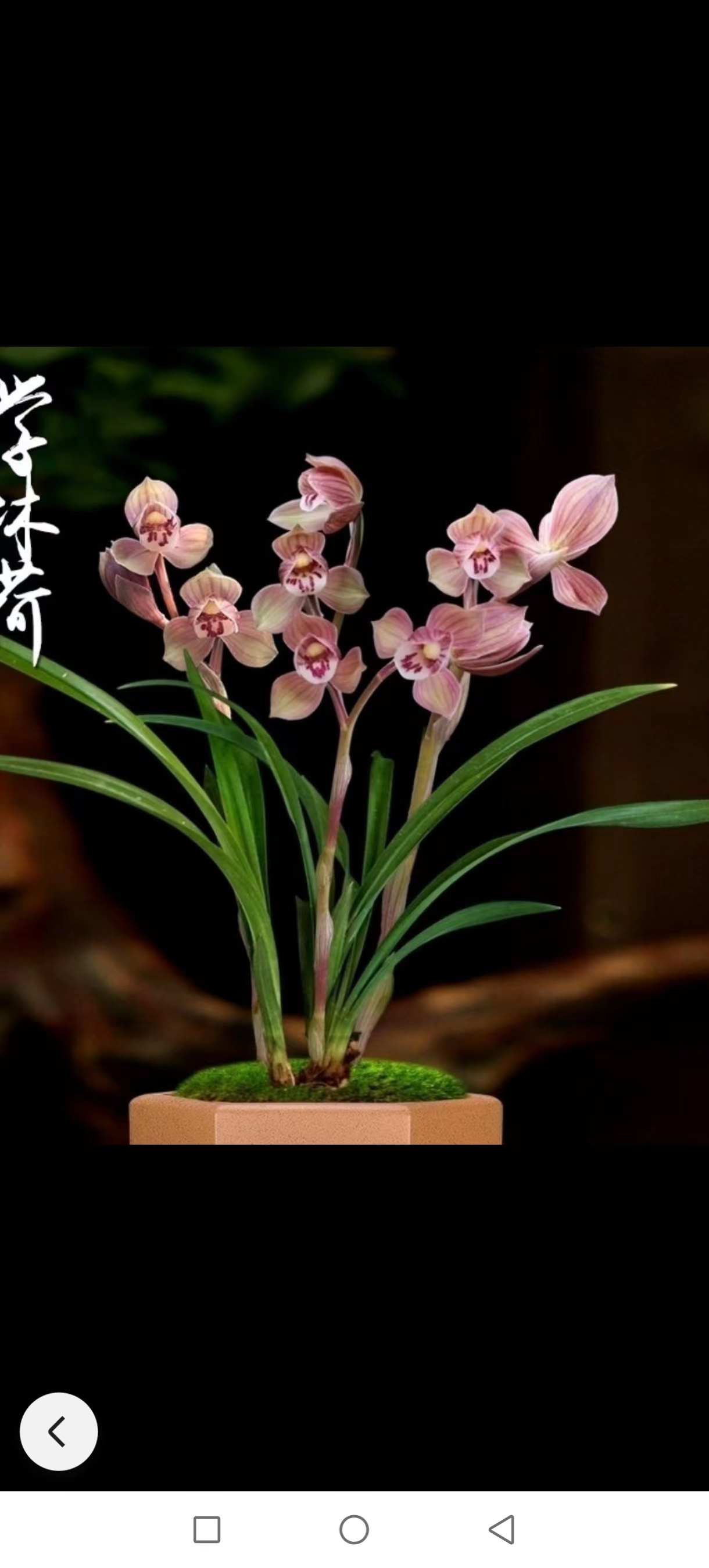 春剑 兰花 一物一拍