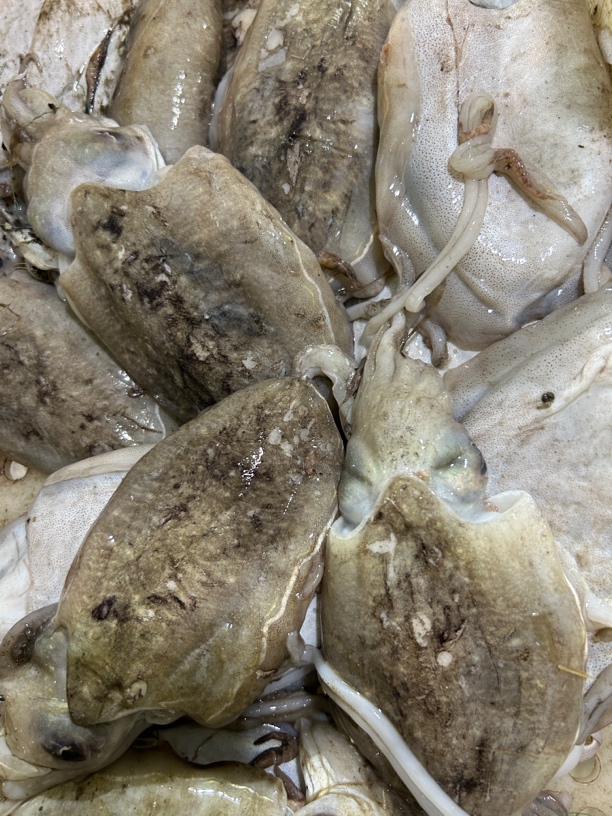 山东日照海捕墨鱼，1斤3-4条，净重5斤顺丰包邮