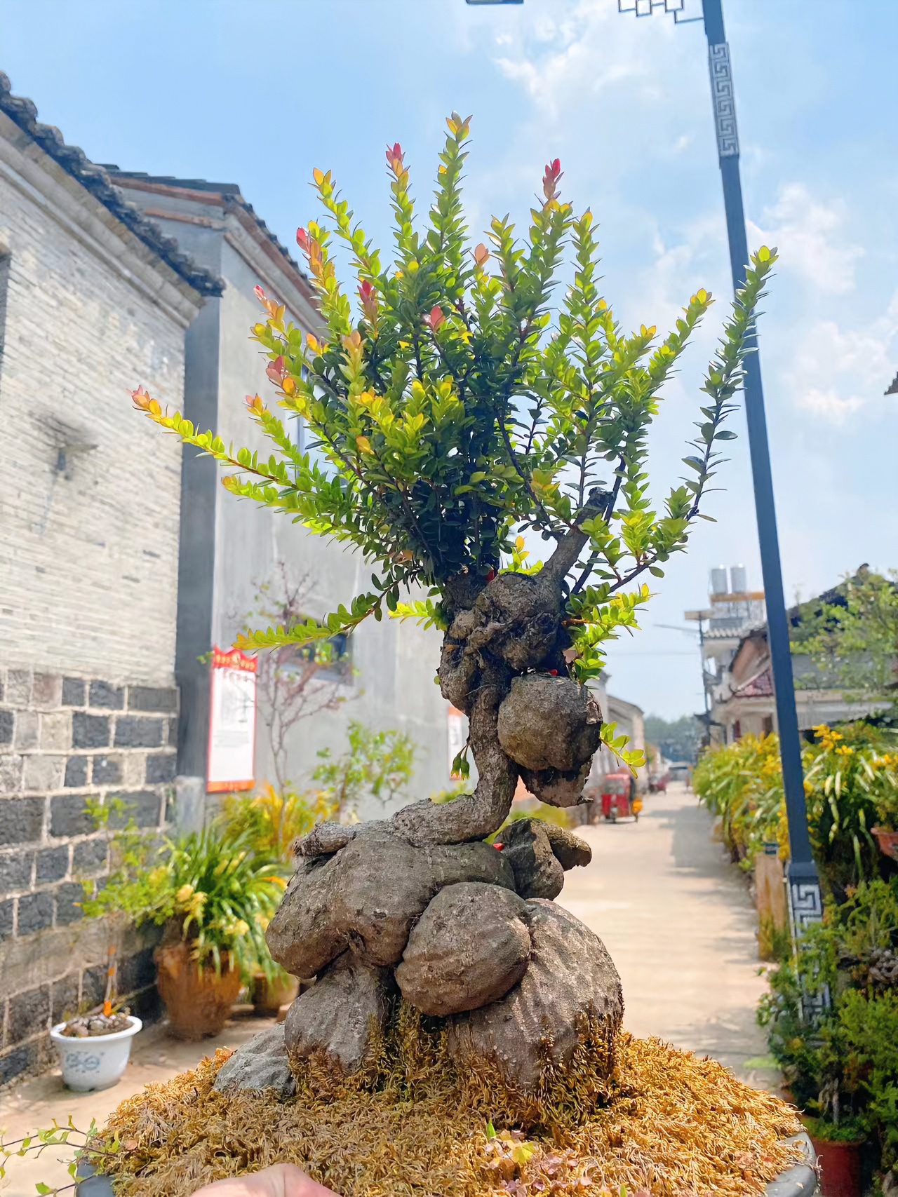树杨梅迎客松蚂蝗石楠花萝卜（盆景绿植）艺叶红花紫果常绿好养