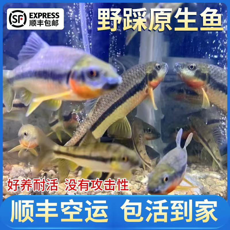 原生鱼溪石斑鱼养殖观赏鱼光唇鱼淡水野生溪流鱼冷水鱼除藻鱼活体