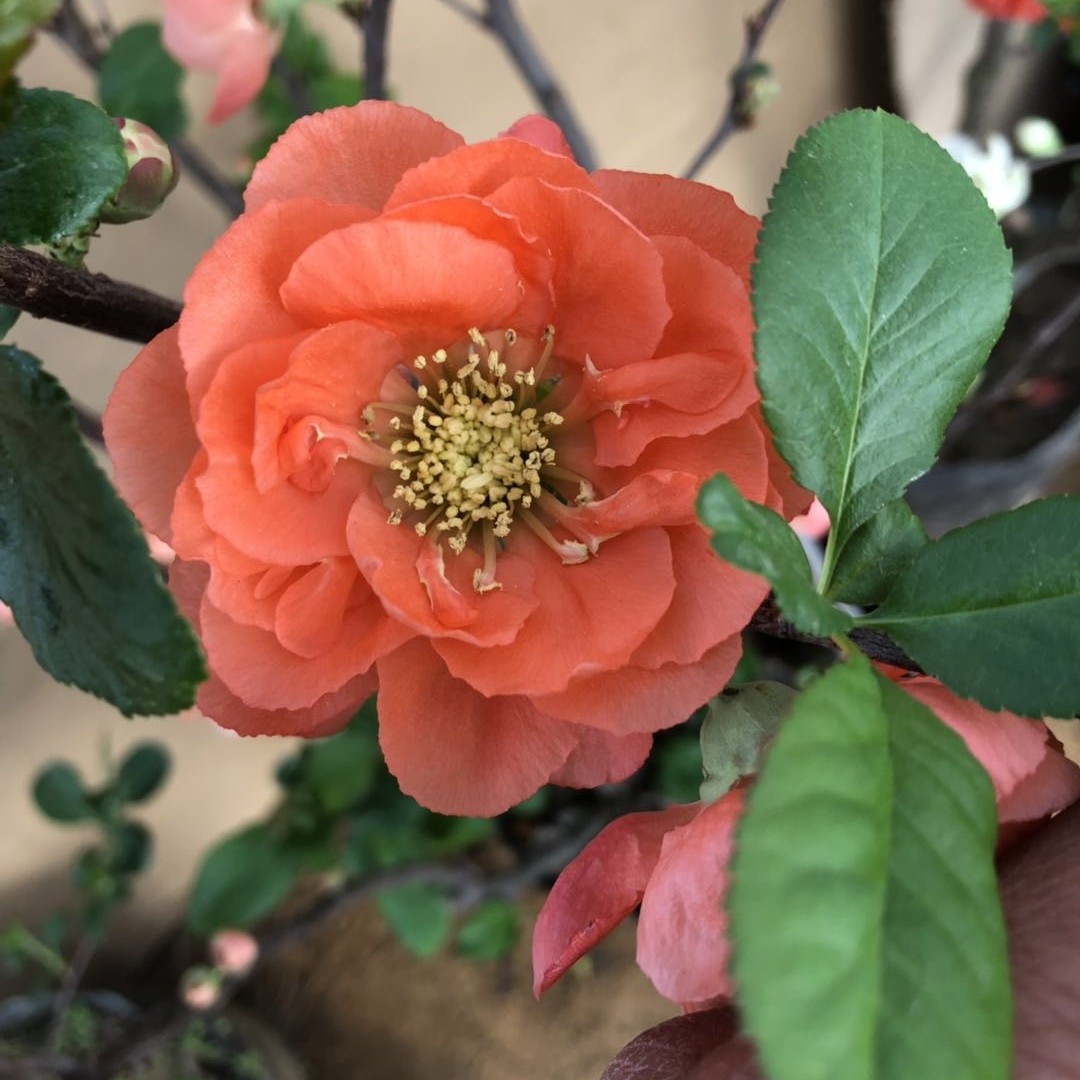 海棠花盆栽世界一海棠室内外盆景 盆栽 地栽庭院花卉绿植大花海棠