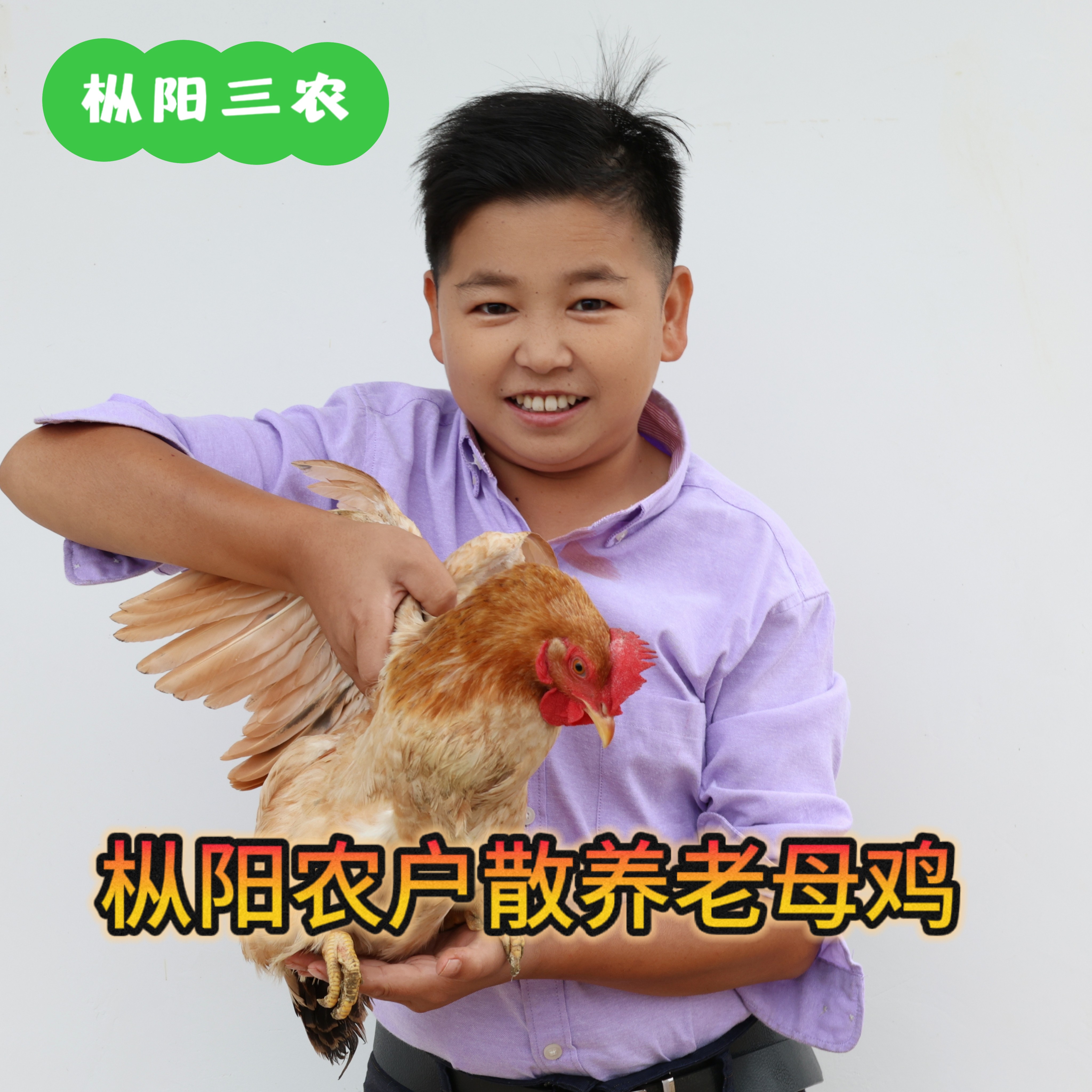 枞阳正宗散养老母鸡，农户土鸡