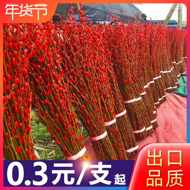 银柳真花鲜枝抱抱福桶喜庆年宵花卉盆栽室内红色干花水培植物雪柳