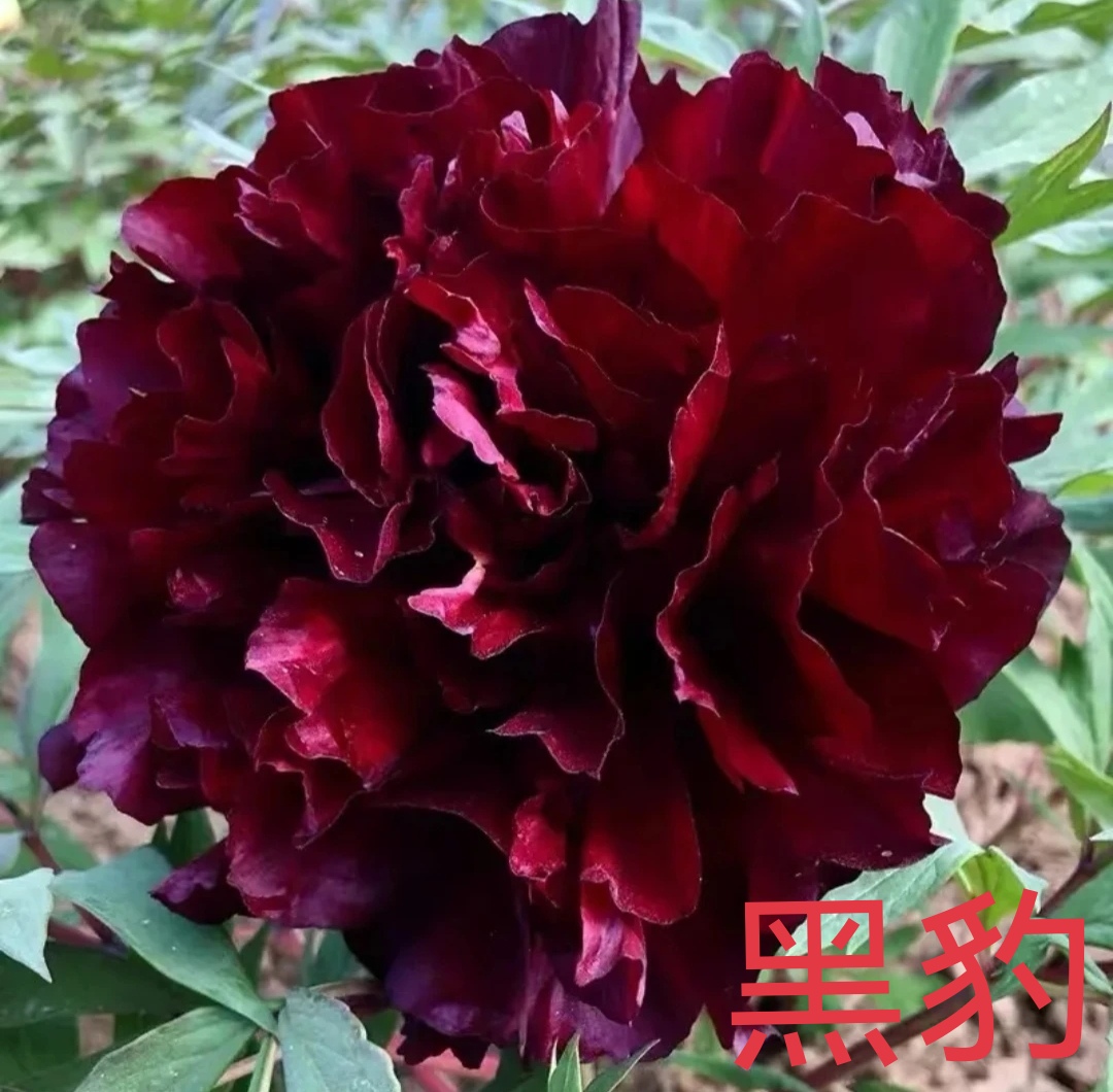 黑豹预订（先发肥料）秋天发苗