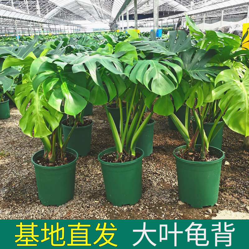 【只卖新疆包邮】龟背竹观叶植物室内客厅办公室大盆栽绿植盆景
