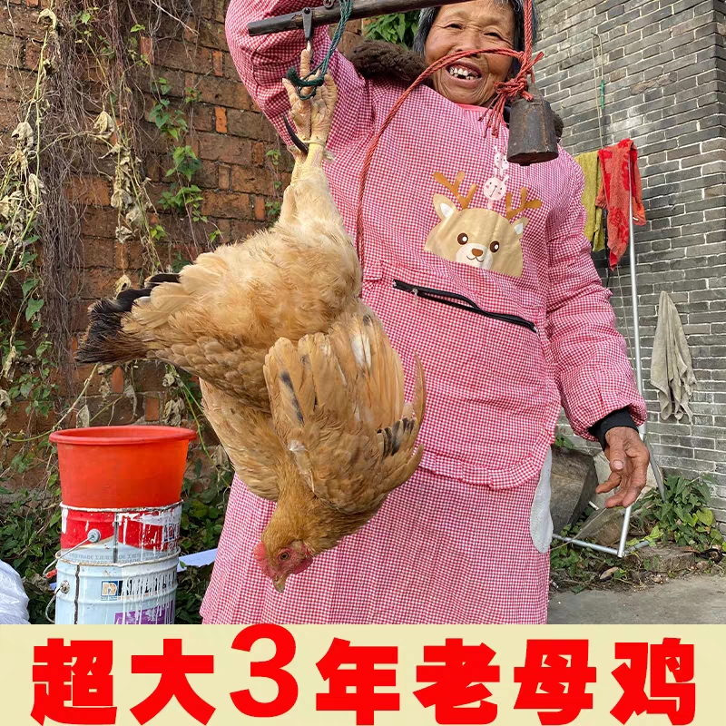 安徽霍邱特产农家笨老母鸡散养笨老母鸡