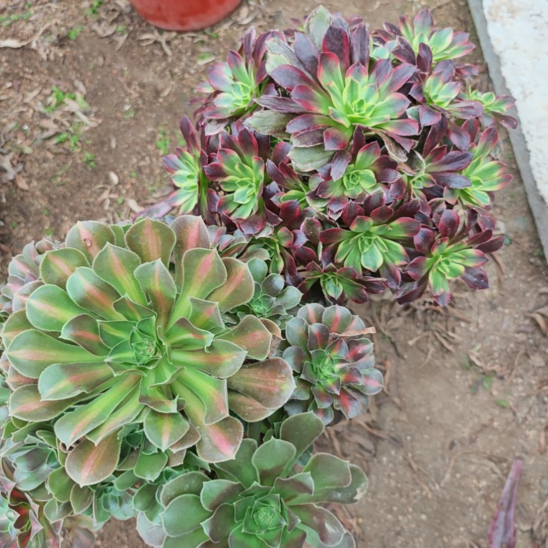 小许多肉植物法师