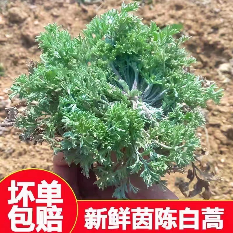 河南现挖茵陈干净地方野生茵陈白蒿现发新鲜速发1斤2斤3斤4斤地区