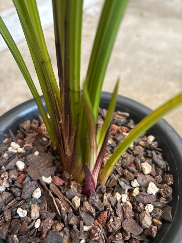 惠兰春兰送春（一物一拍）