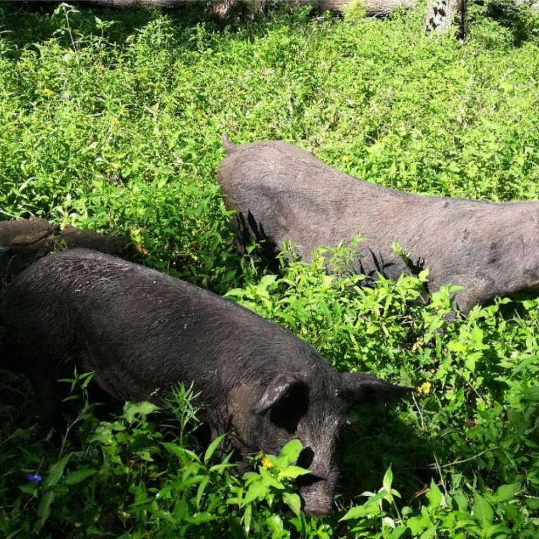 云南哈尼黑猪肉改价链接生鲜备货不退款 6斤包邮