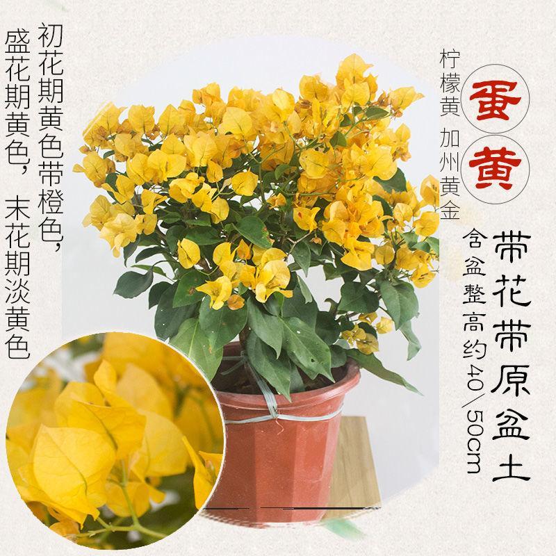 加州黄金三角梅盆栽花卉苗木四季开花盆栽花卉带花发货