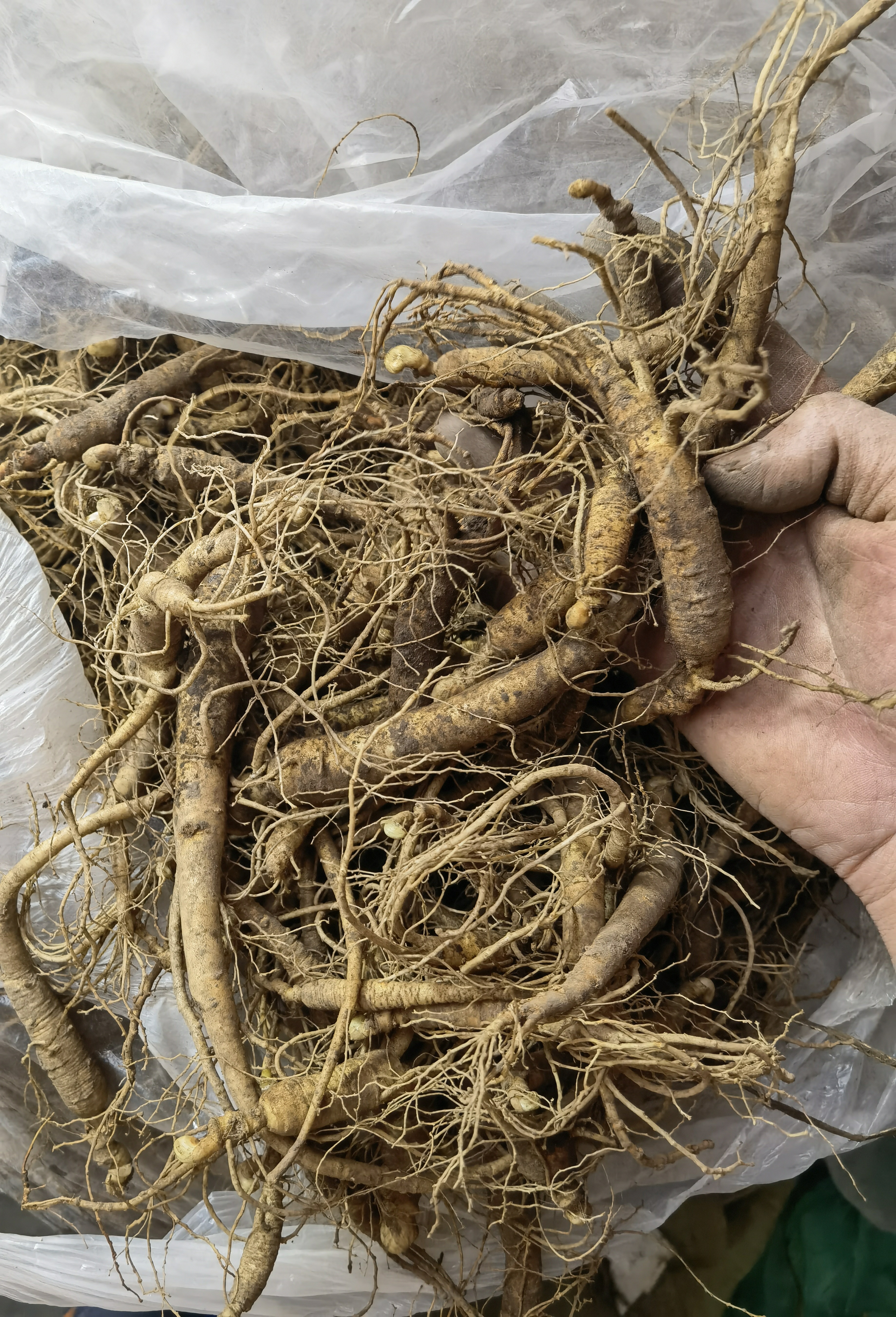 林下参3斤重量瑕疵货，有疤有绣有残，大小都有，介意勿拍