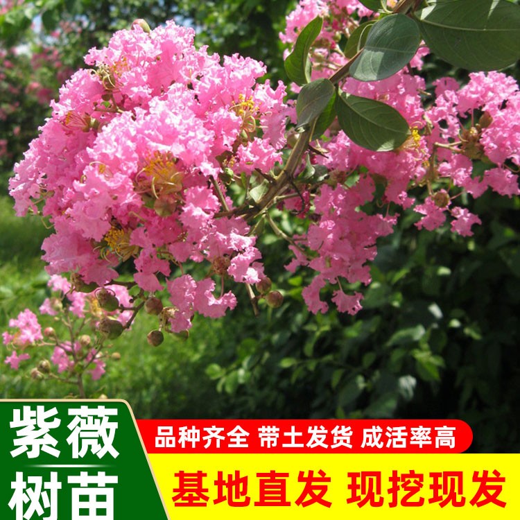 紫薇树苗庭院花卉美国红火箭盆栽景室外别墅植物耐寒四季开花绿化