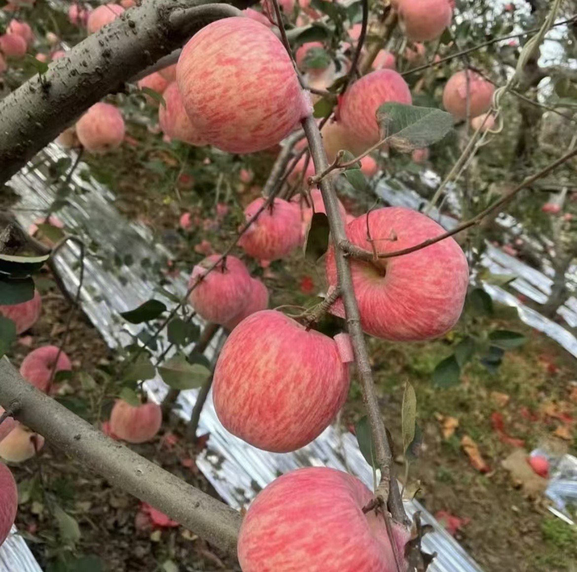 苹果好吃滴小苹果